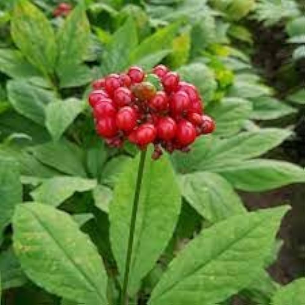American Ginseng seeds (treated) germinating into slow-growing medicinal plants with pronged green leaves and potential health benefits